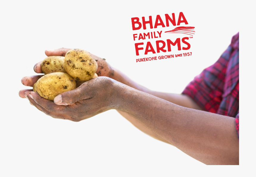 Potato In Hand Png, Transparent Png