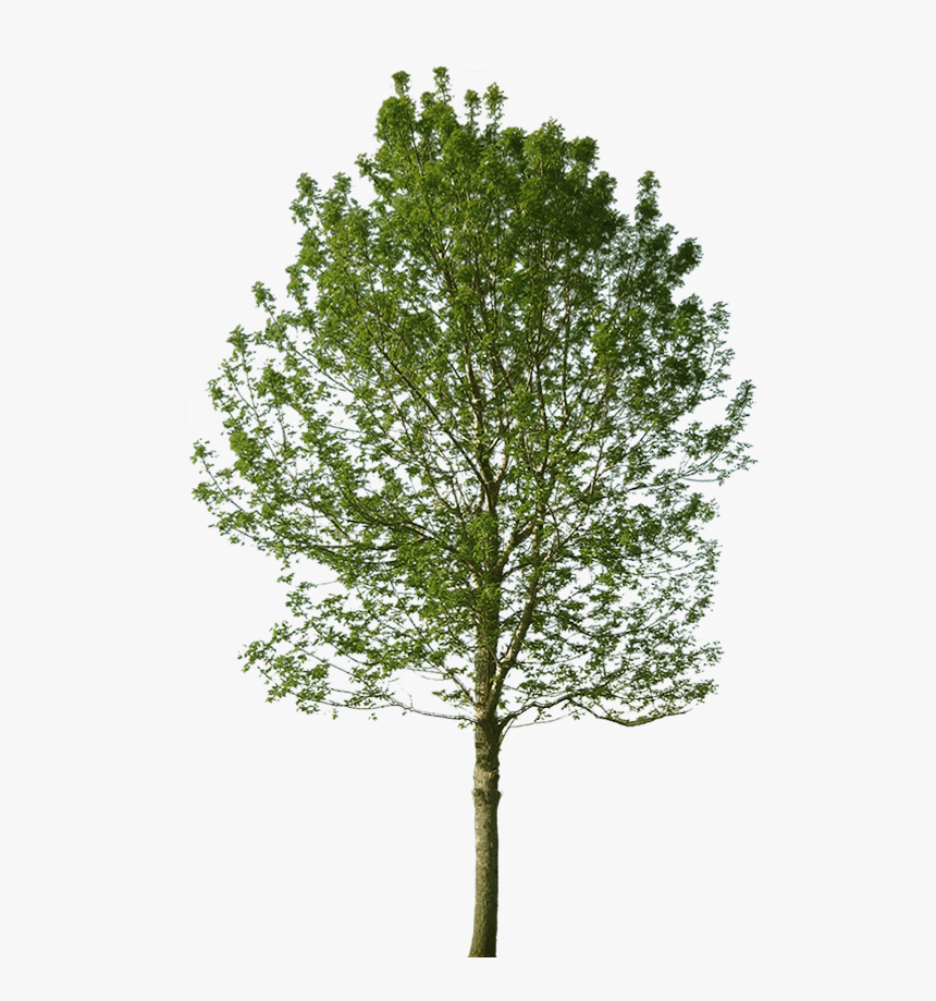 Black Locust Tree Architecture, HD Png Download