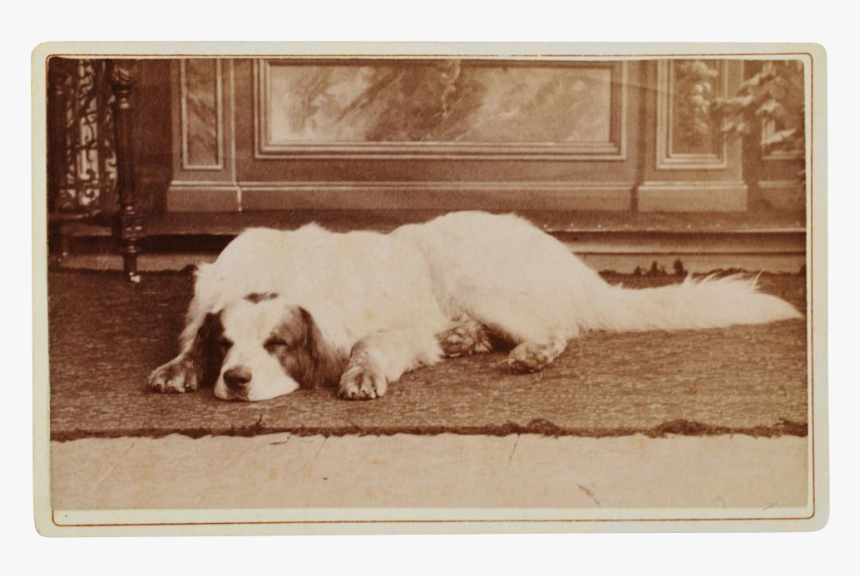 Cocker Spaniel, HD Png Download