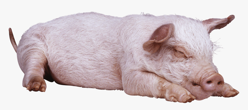 Sleeping Pig Png Image - Pig Png, Transparent Png