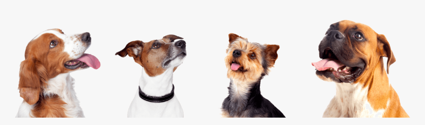 Dog, HD Png Download