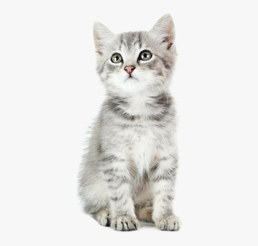 British Longhair, HD Png Download