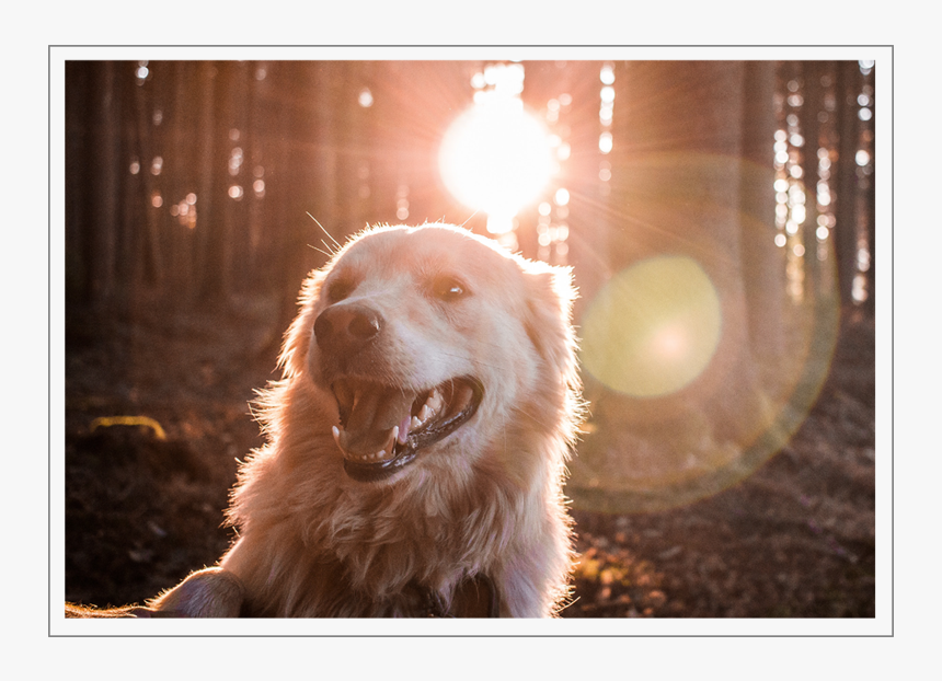 Golden Retriever Dog Hd, HD Png Download