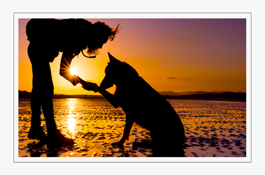 Dog In Beach Sunset Silhouette, HD Png Download