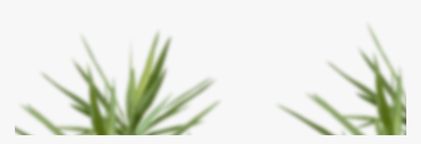 Skip To Content - Sweet Grass, HD Png Download
