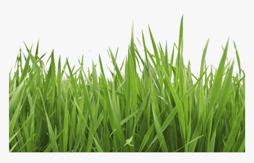 Garden Grass Png - Grass Image White Background, Transparent Png