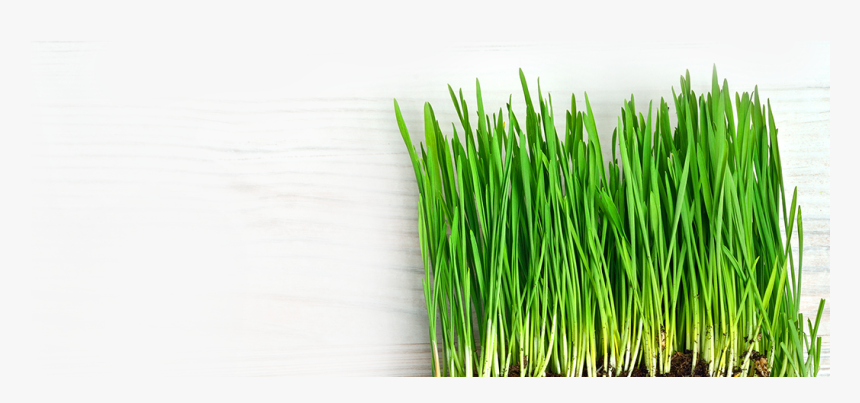 Chrysopogon Zizanioides - Grass, HD Png Download