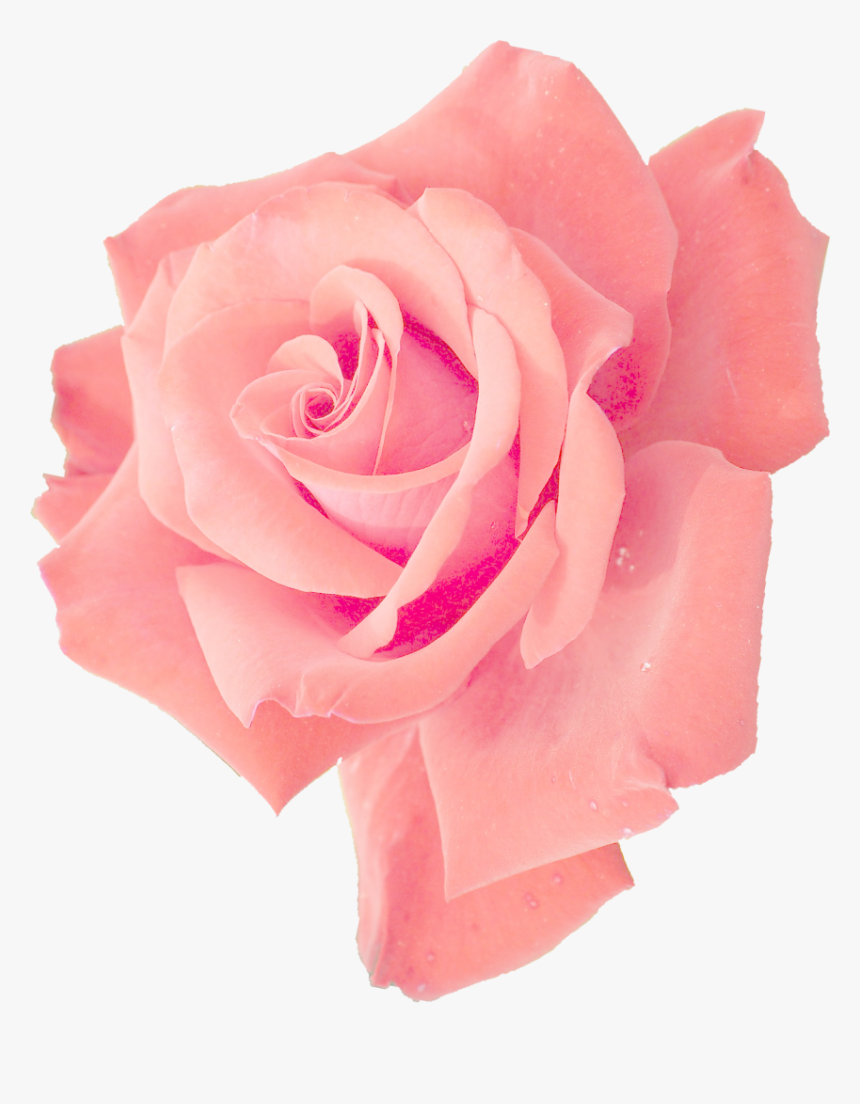Pink Flower Png Transparent, Png Download