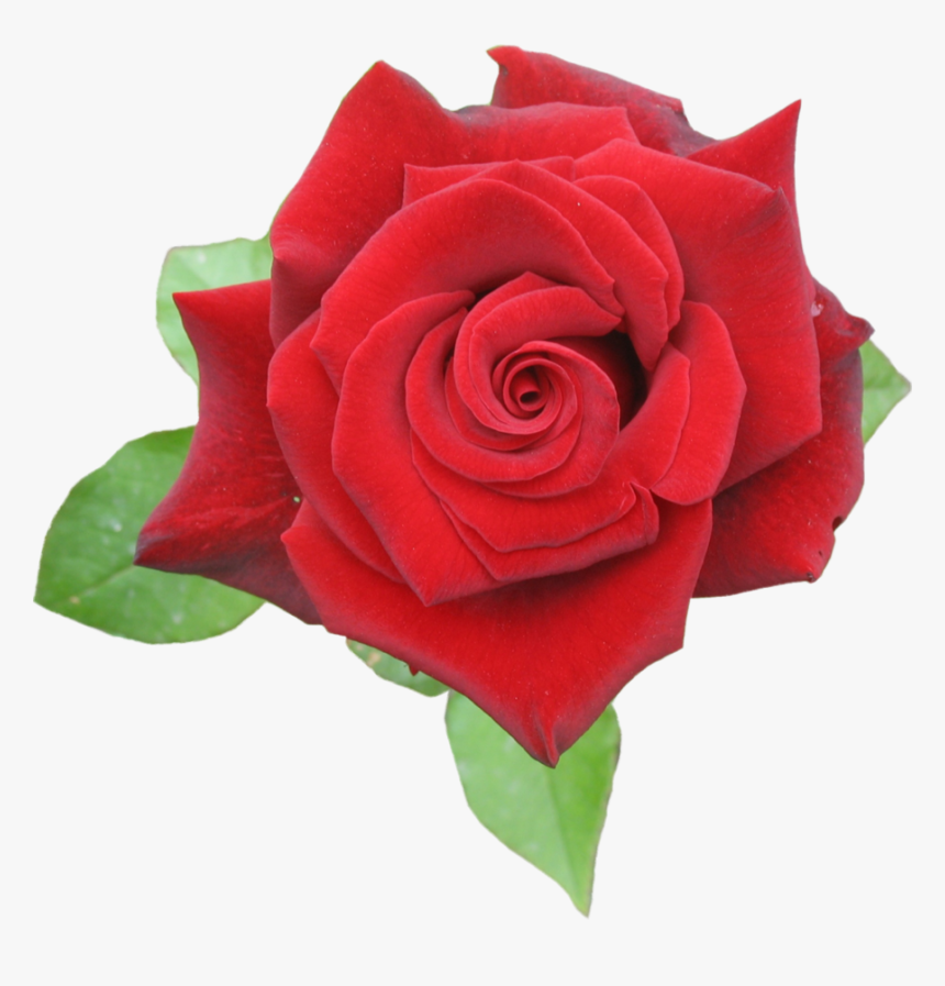 Browse And Download Rose Png Pictures - Rose_red Png, Transparent Png