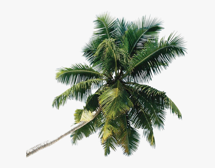 Palm Tree Png Commercial Use, Transparent Png