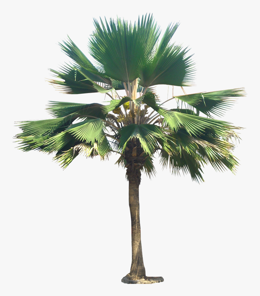 Livistona Chinensis Png, Transparent Png