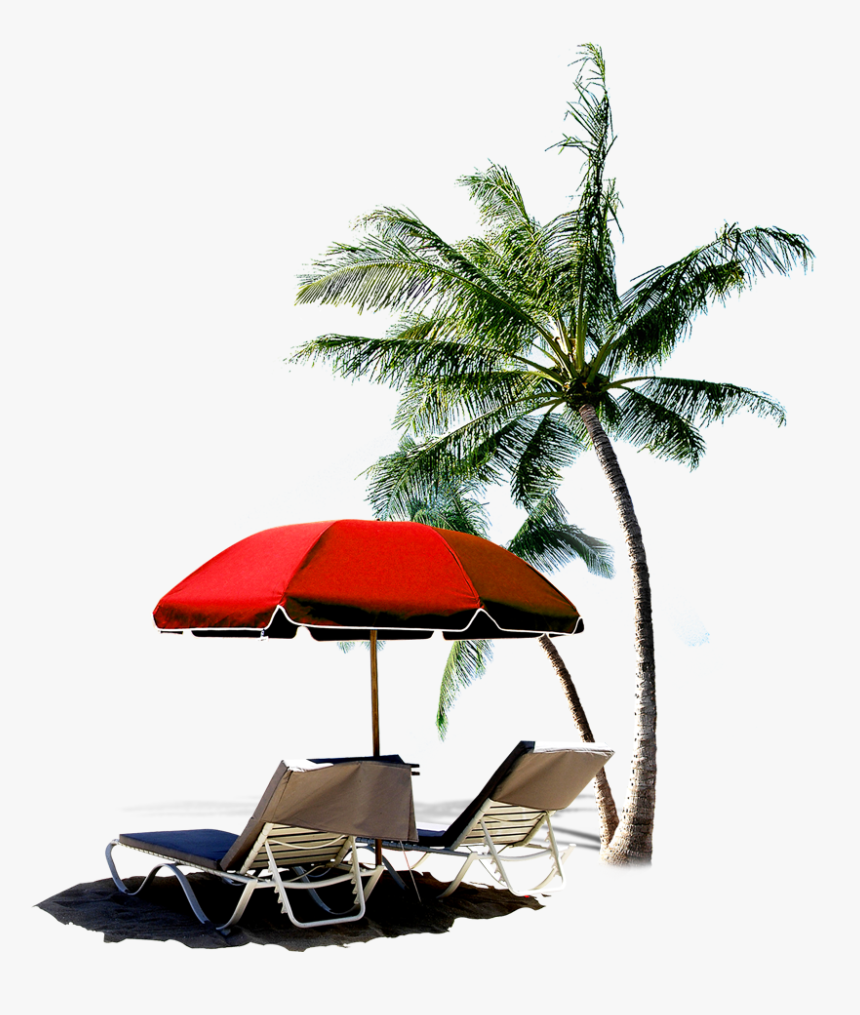 Transparent Palm Tree - Beach With Coconut Palms, HD Png Download