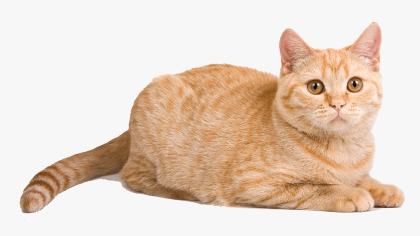 Orange Cat Lying Down HD Png Download Transparent Png Image PNGitem Orange Cat Lying Down HD Png Download Transparent Png Image PNGitem