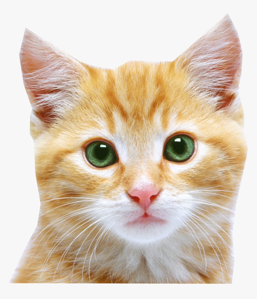 Cat Face Png, Transparent Png
