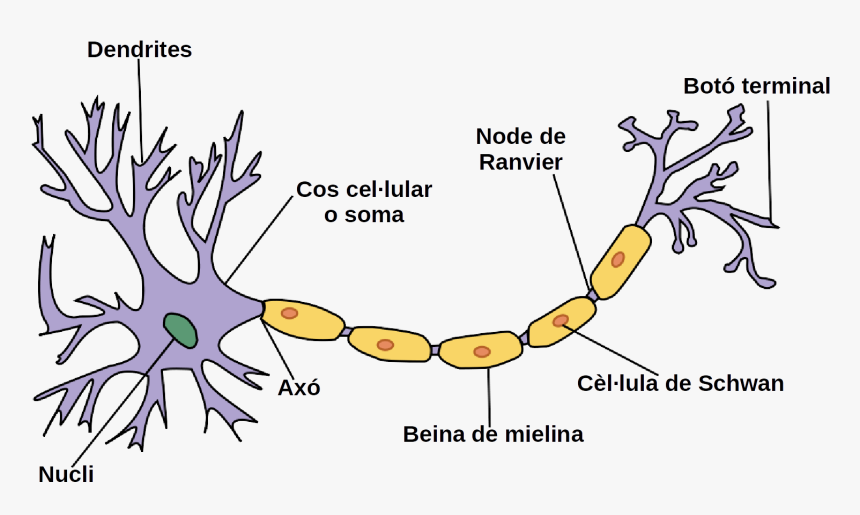 Neurona Wiki Cat - Parts Of The Neuron, HD Png Download