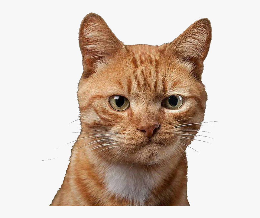 Grimace Cat - Dubious Cat, HD Png Download