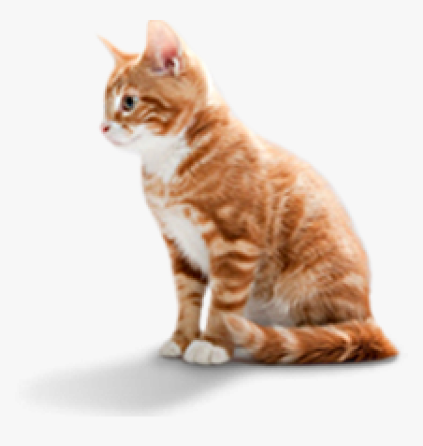 Pet Food Cat And Dog, HD Png Download