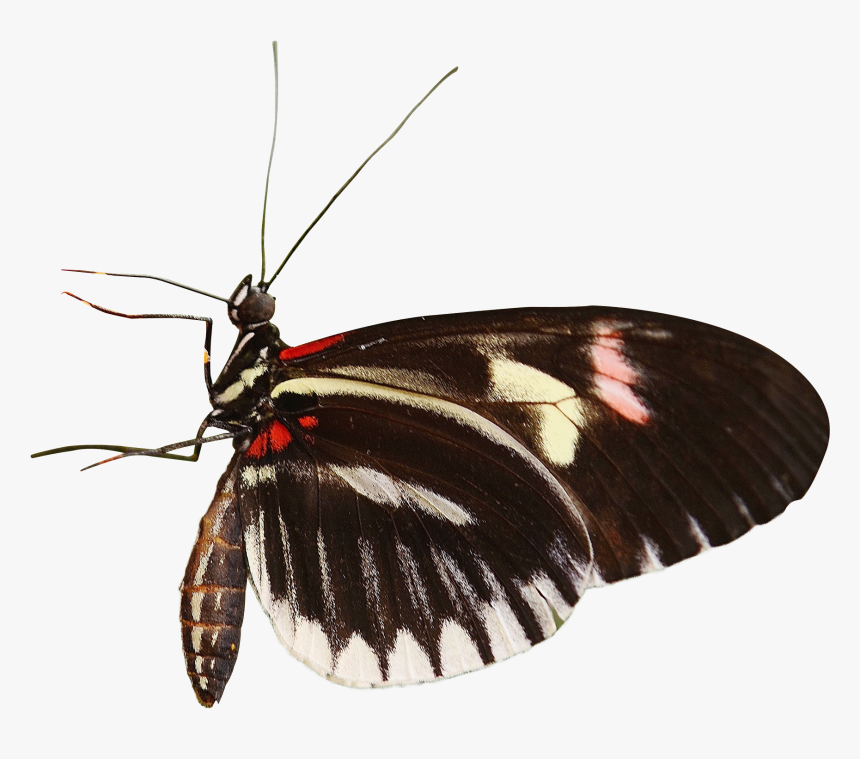 Butterfly Png, Transparent Png