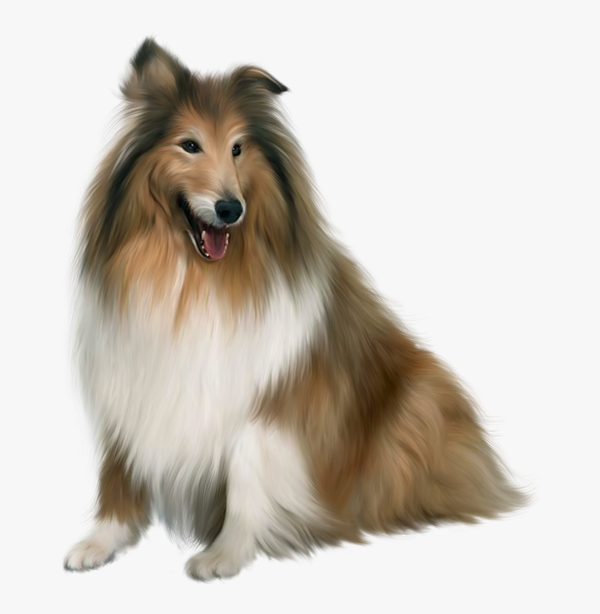 Dog Png Download Image - Collie Png, Transparent Png
