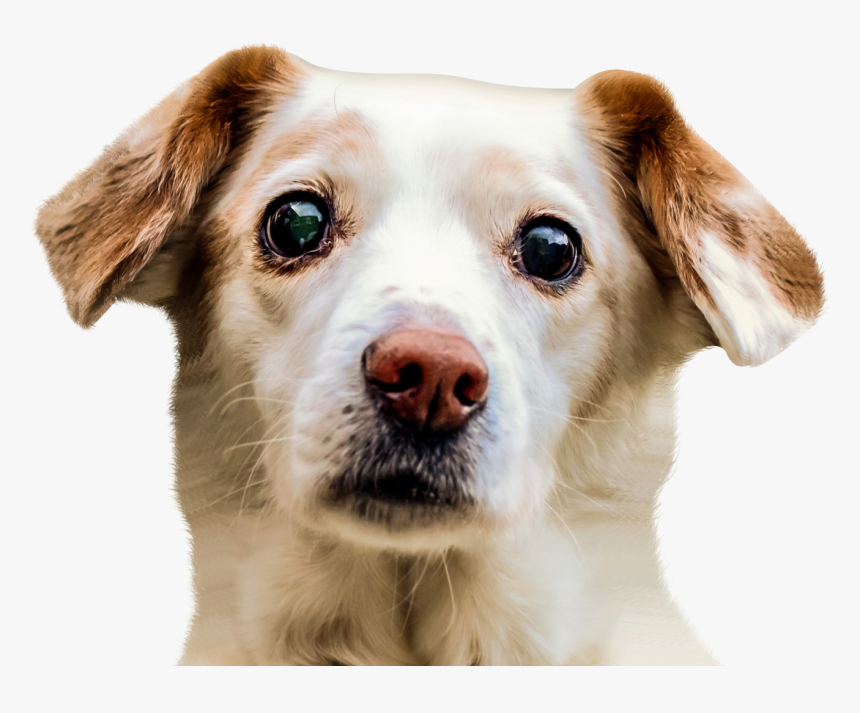 Dog Face Png Image - Dog Face Png, Transparent Png