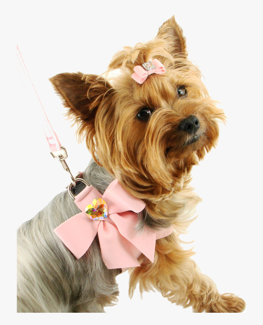 Fancy Small Dog, HD Png Download