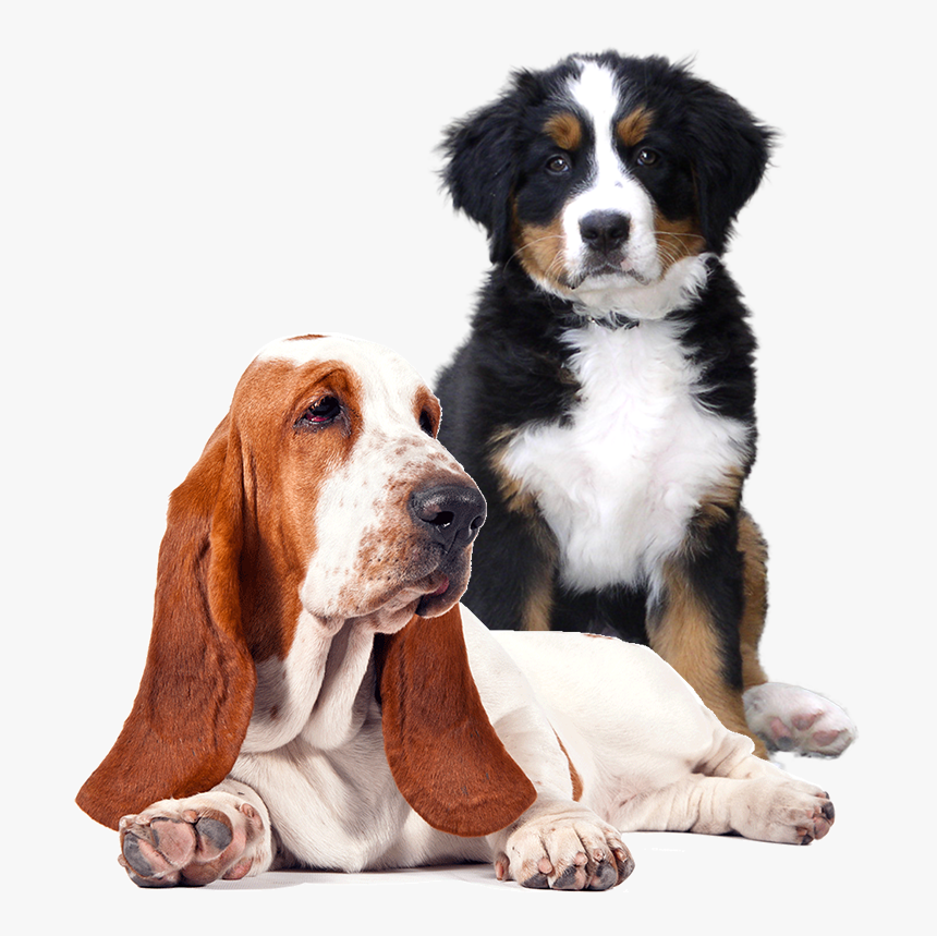 Two-dogs - Black St Bernard Puppy, HD Png Download