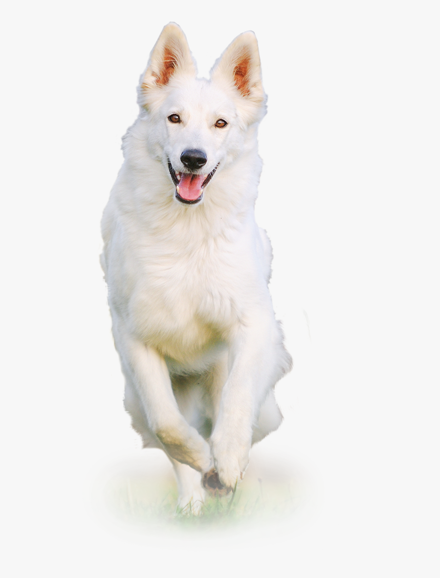 Transparent White Dog Png, Png Download