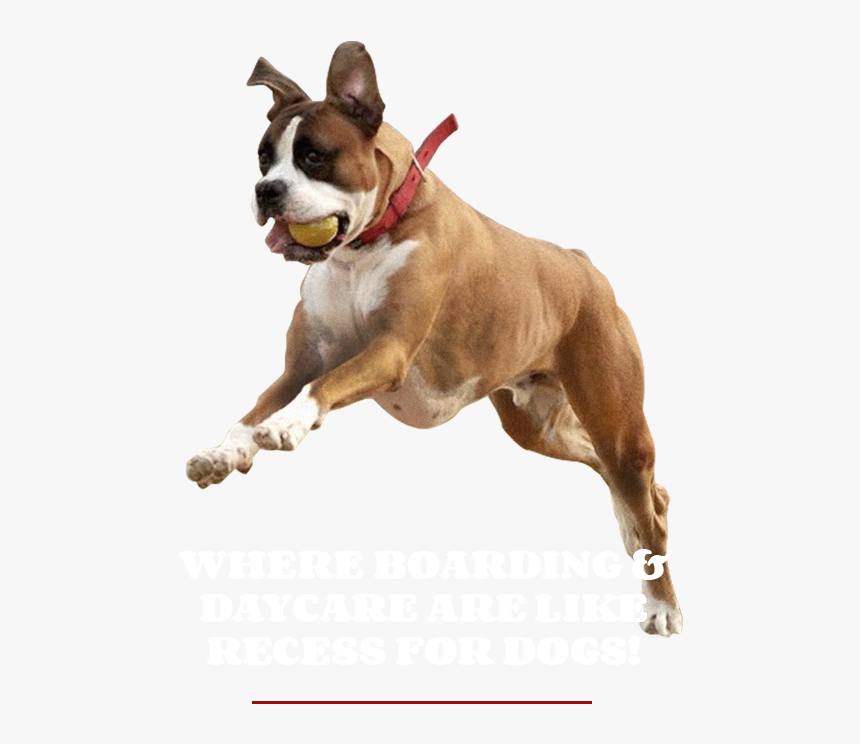 Dog Catches Something, HD Png Download