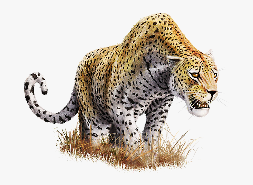 Download Leopard Download Png - Leopard Png, Transparent Png