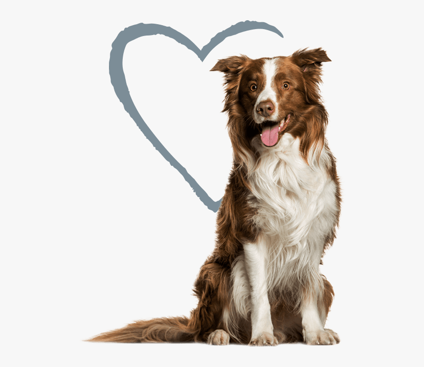 Dog - Melon Collies Beer, HD Png Download