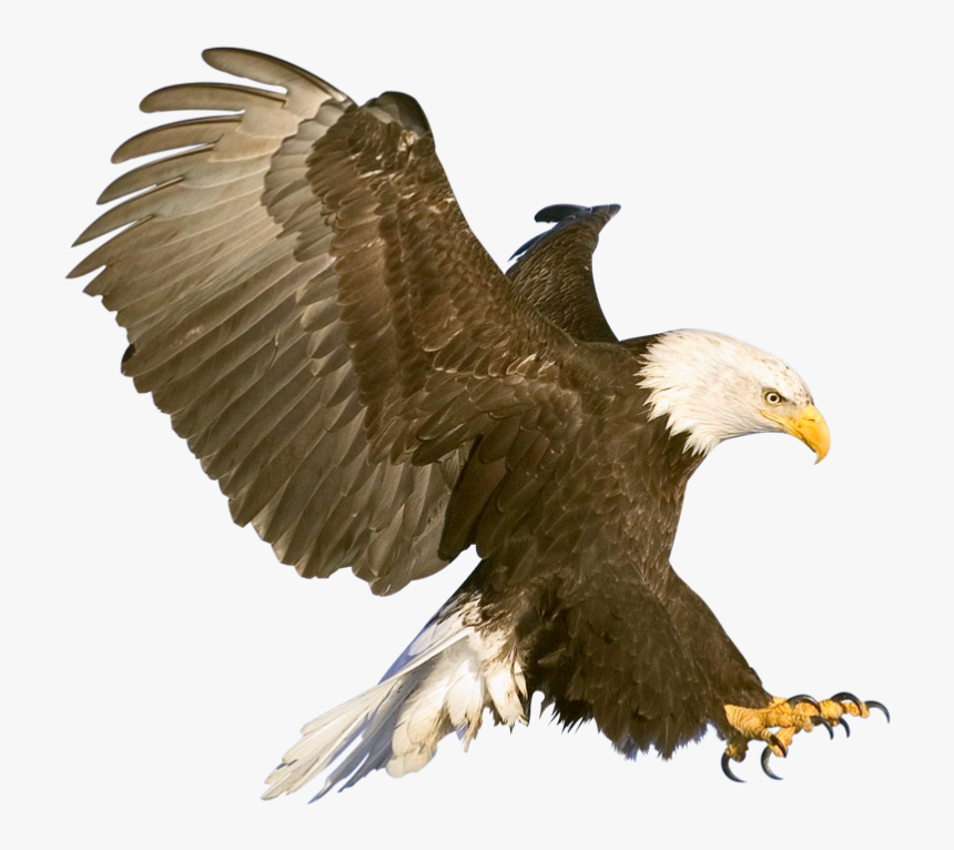 Aves Png Free Background - Eagle In Flight, Transparent Png