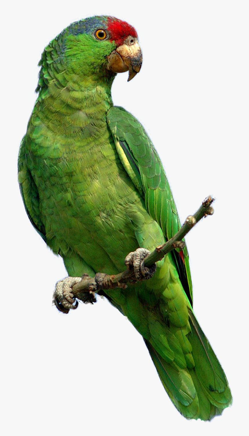 Parrot Photo Png - Green Parrot Png, Transparent Png