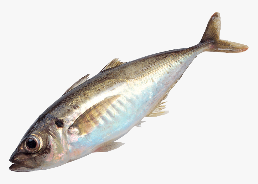 Download And Use Fish Png Image - Fish Png, Transparent Png