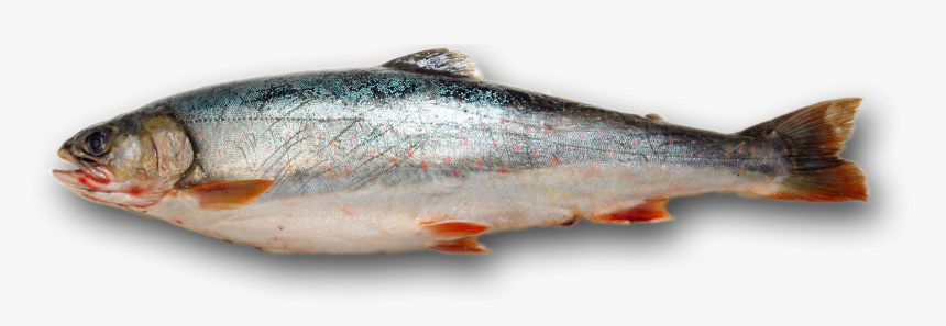 Fish Png - Dead Fish No Background, Transparent Png