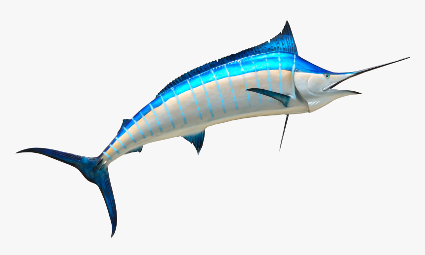 Fish Png Transparent Image - Fish Png, Png Download