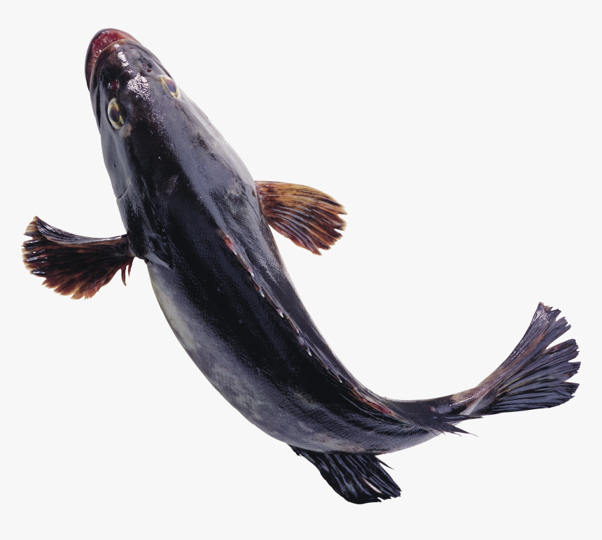 Fish Png Image, Free Download - Fish Png, Transparent Png
