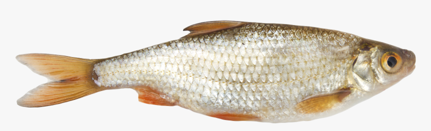 Download This High Resolution Fish Png Picture - Рыбка К Пиву Png, Transparent Png