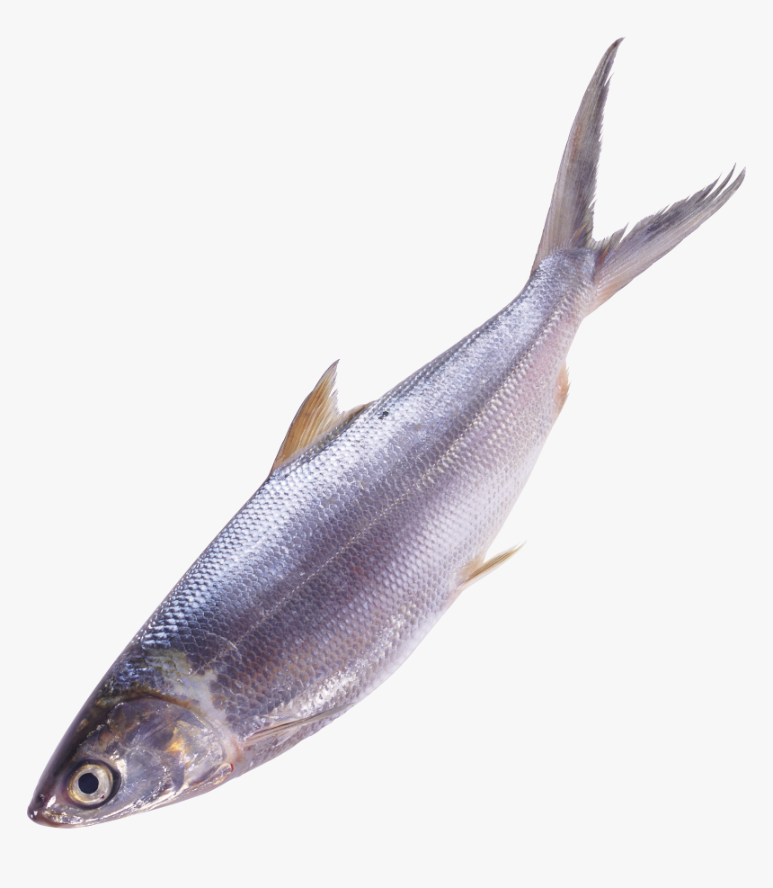 Fish Png, Transparent Png