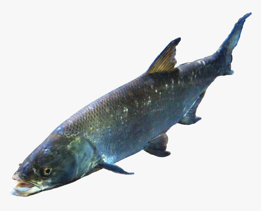 Fish Image 7 Png - Fish Png, Transparent Png