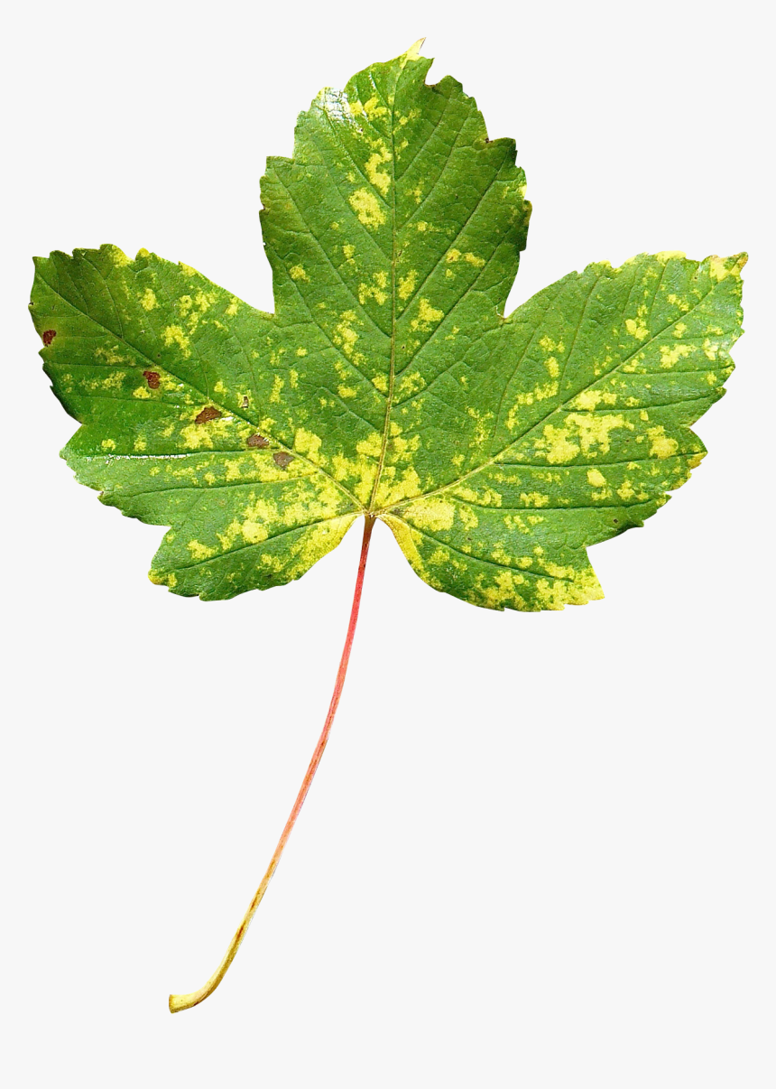 Maple Leaf Png Transparent Image - Transparent Leaf Png, Png Download