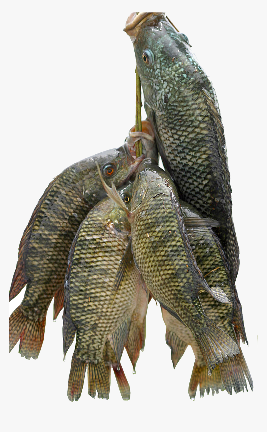 Fresh Fish Png Does Tilapia Taste Like, Transparent Png , Transparent
