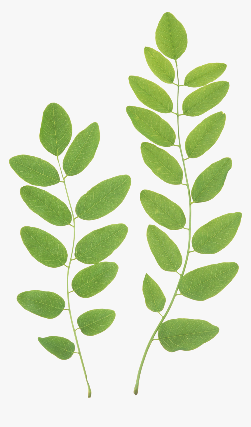 Green Leaf Png - Leaves Clipart Png, Transparent Png