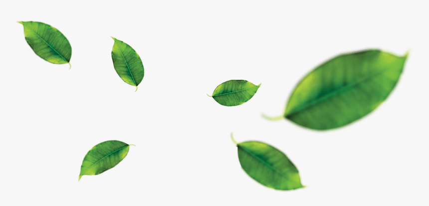 Hd Banana Leaves Png - Orange Fruit Leaf Clipart, Transparent Png