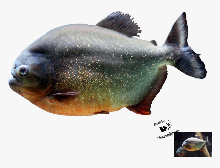 Piranha Png Image - Piranha Fish Png, Transparent Png