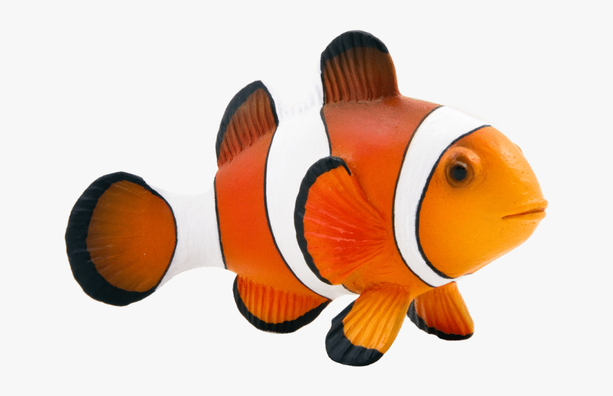Maroon Clownfish Animal Mojo Fun 387090 Clown Fish - Clown Fish Png, Transparent Png