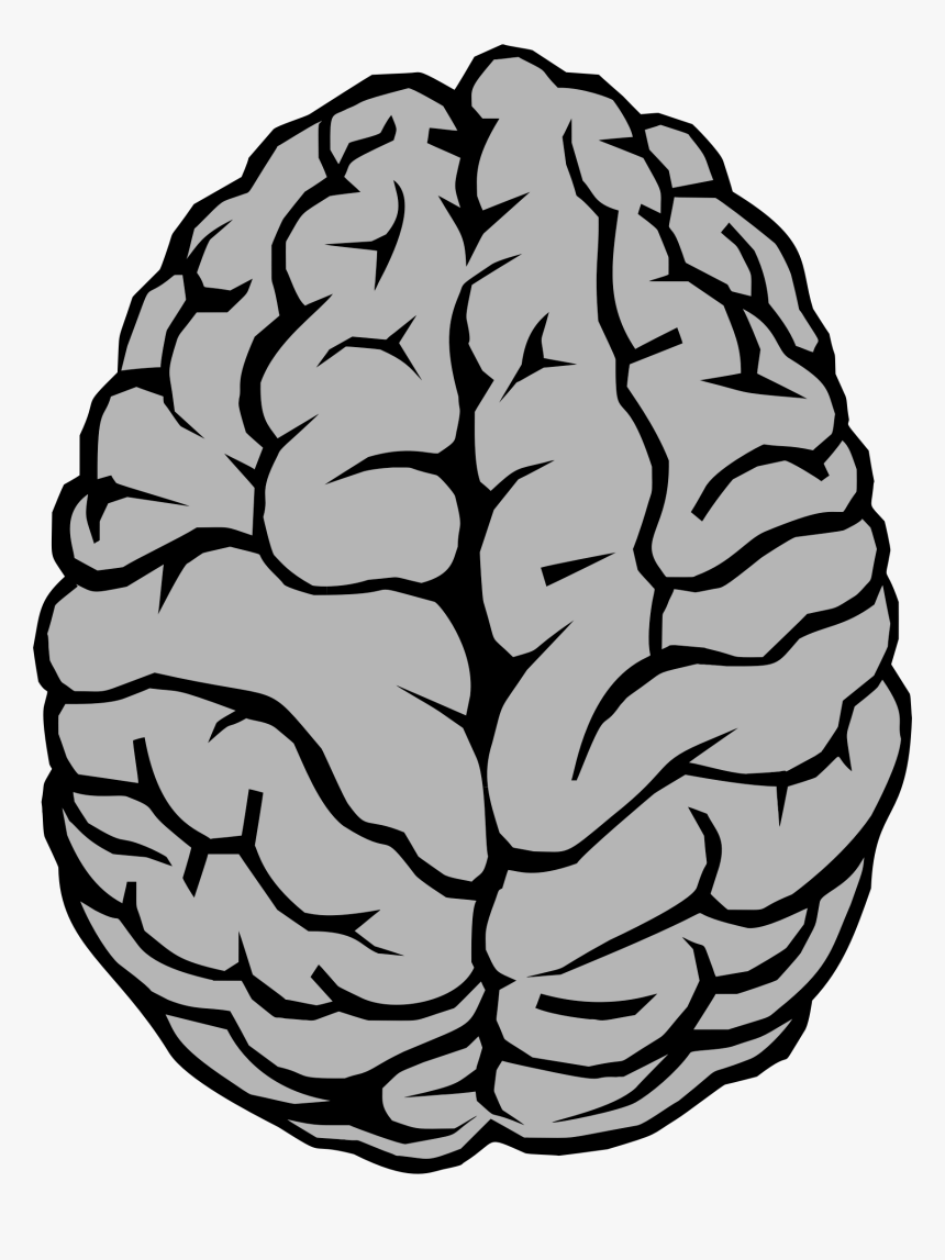 Transparent Brain Clipart Png - Brain Clipart Png, Png Download