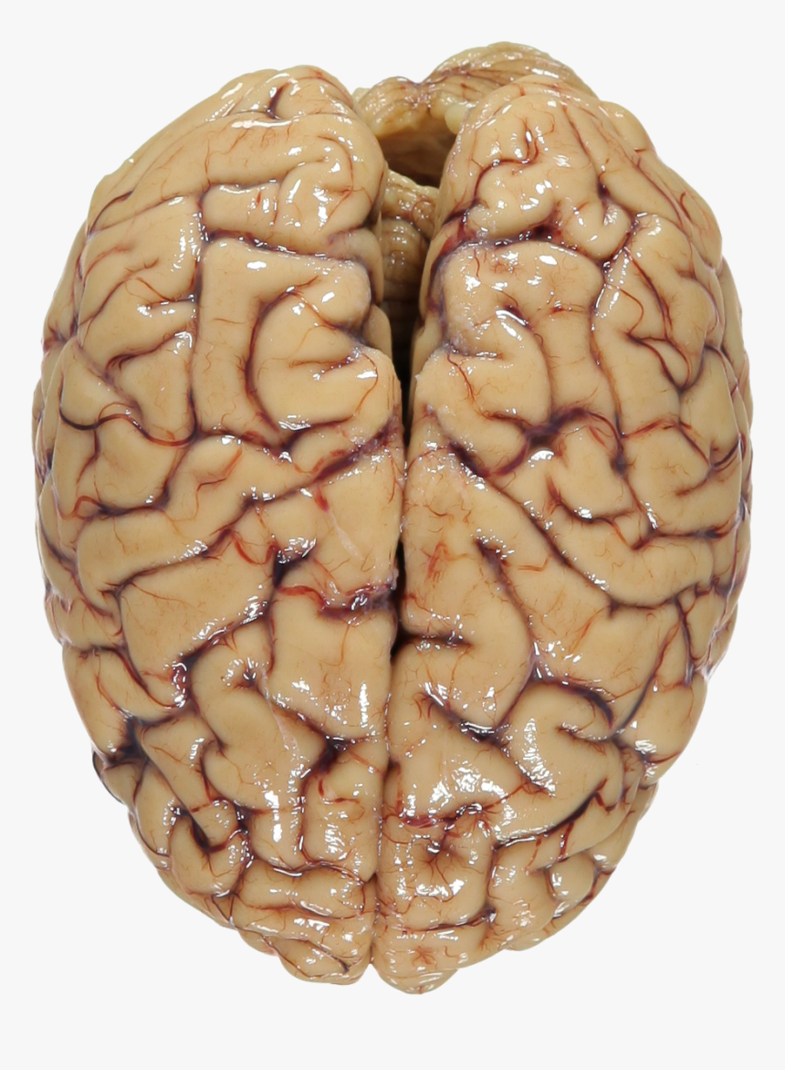 Transparent Brain Png - Human Brain Png Transparent, Png Download