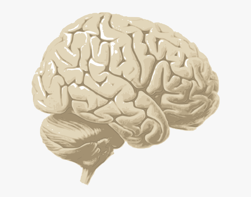 Human Brain Png - Cerebrum Png, Transparent Png