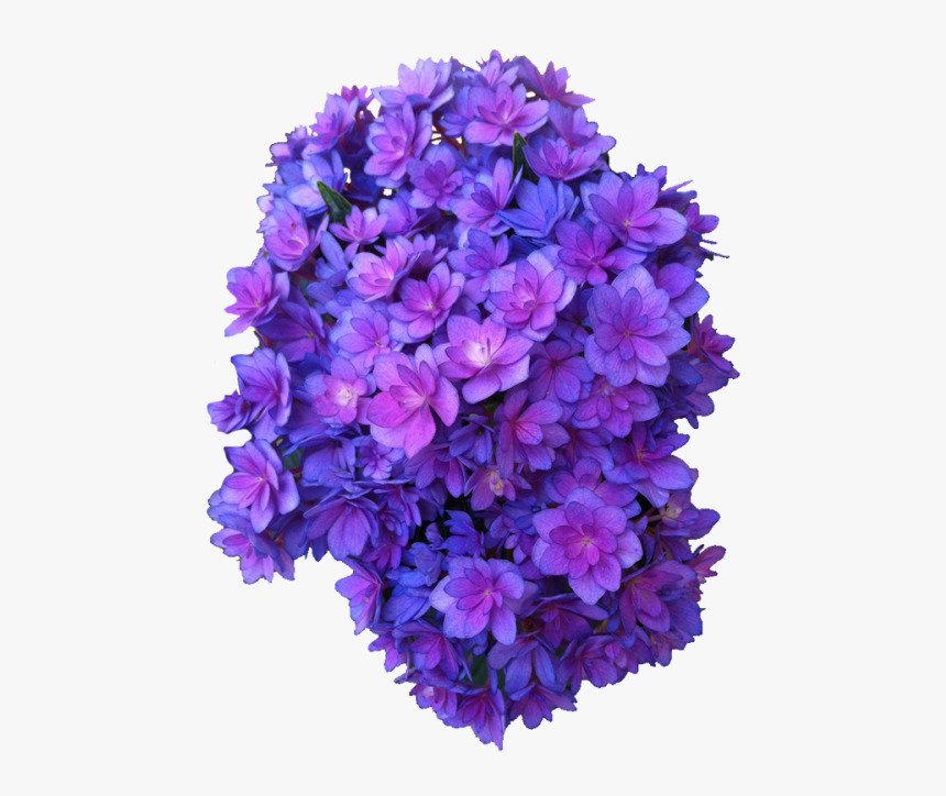 Flower Purple Png Multi Transparent Hydrangea - Purple Flower Png, Png Download