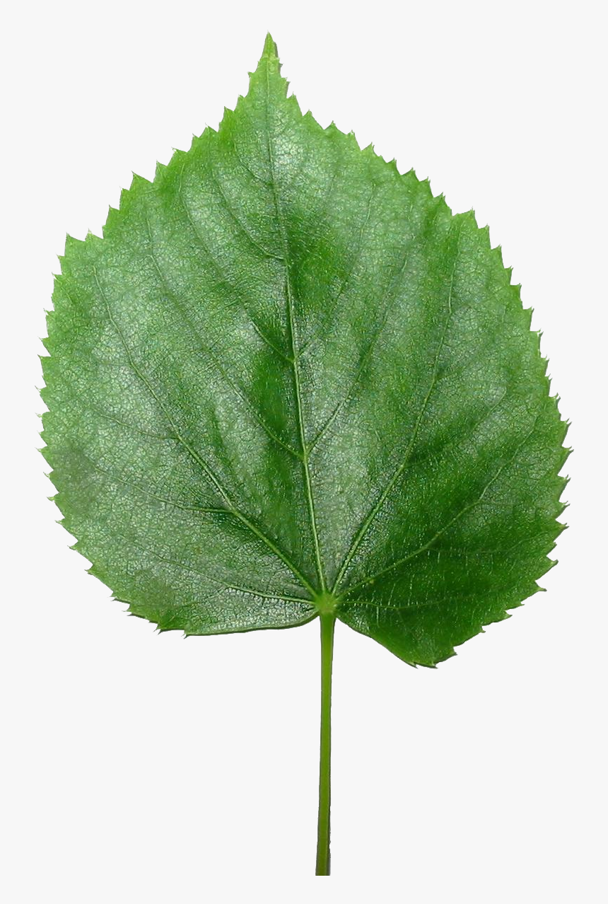 Blender3d Lisc Lipy-transparent - Lisc Lipy, HD Png Download